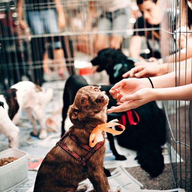 Family adopting pet